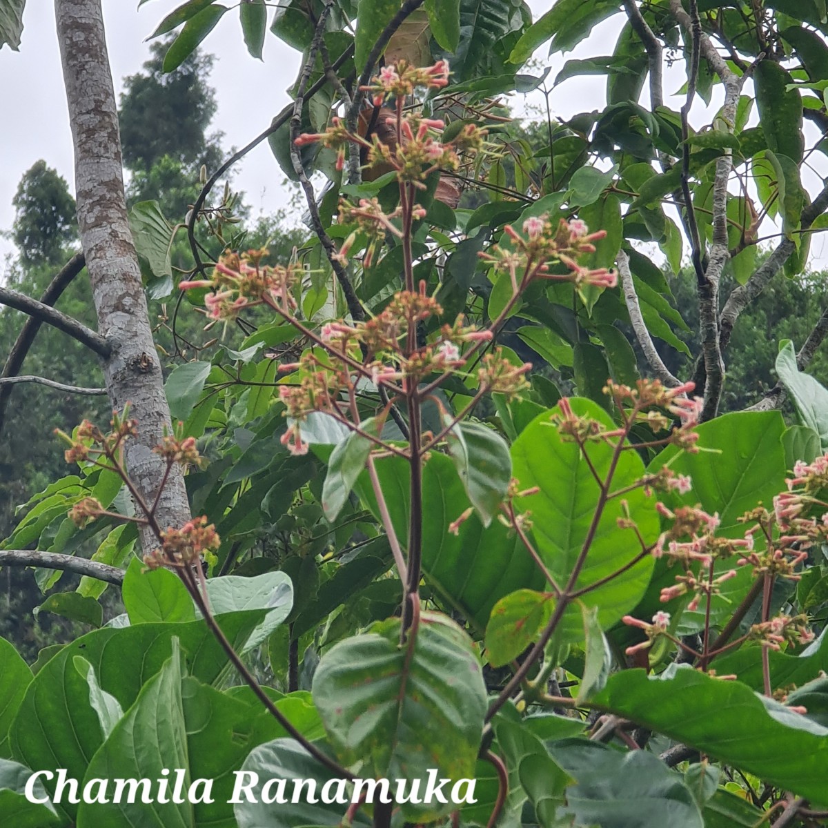 Cinchona officinalis L.